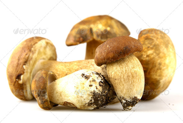 Hongo Boletus