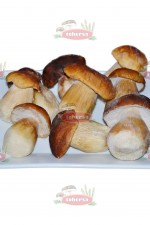 HONGO BOLETUS M1ª